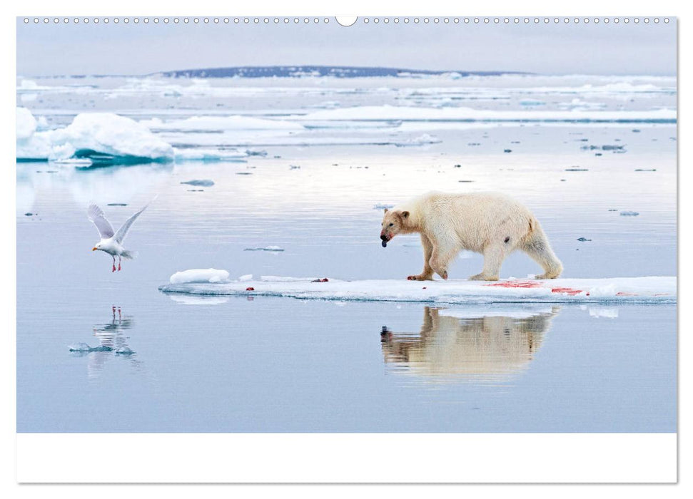 78° Nord - Arktische Momente in Svalbard (CALVENDO Premium Wandkalender 2025)