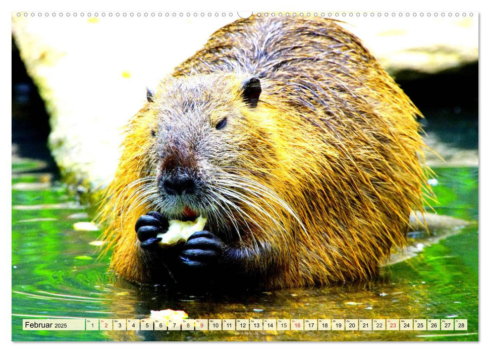 Nagetiere. Hamster, Kaninchen und Co. (CALVENDO Wandkalender 2025)