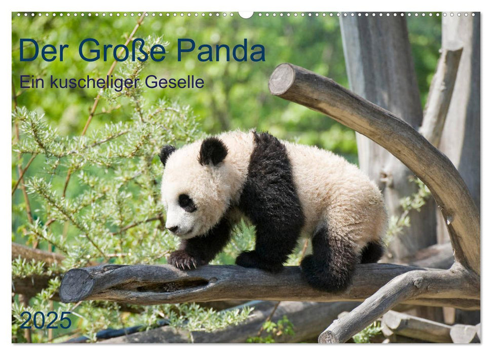 Der Große Panda Ein kuscheliger Geselle (CALVENDO Wandkalender 2025)