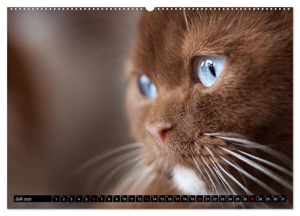 Katzen - Der Kalender für jeden Katzenliebhaber (CALVENDO Premium Wandkalender 2025)