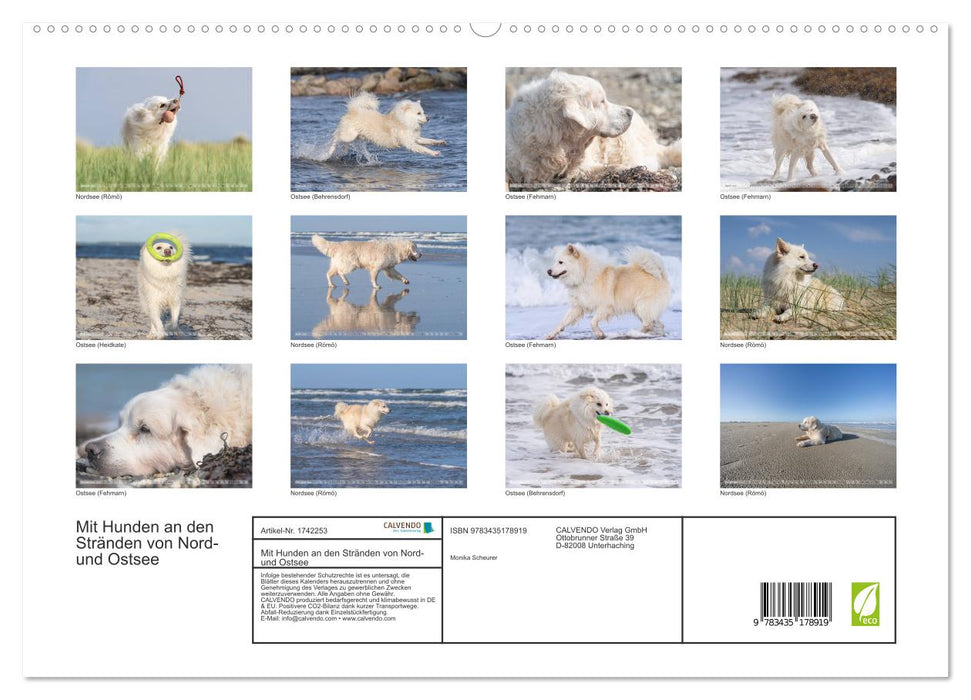 Mit Hunden an den Stränden von Nord- und Ostsee (CALVENDO Premium Wandkalender 2025)