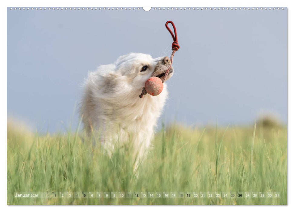 Mit Hunden an den Stränden von Nord- und Ostsee (CALVENDO Premium Wandkalender 2025)