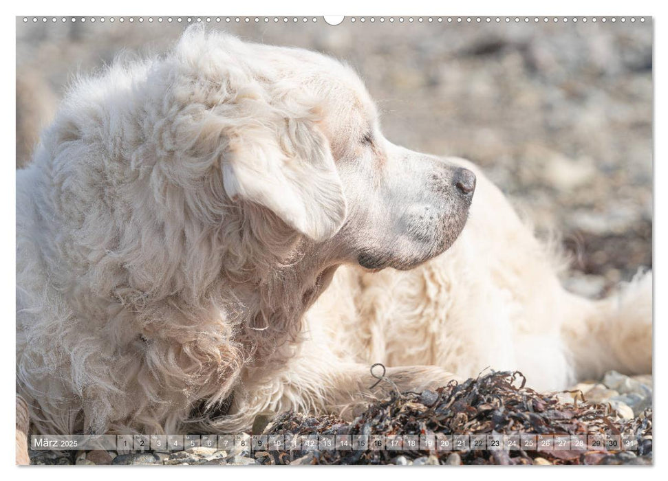 Mit Hunden an den Stränden von Nord- und Ostsee (CALVENDO Premium Wandkalender 2025)