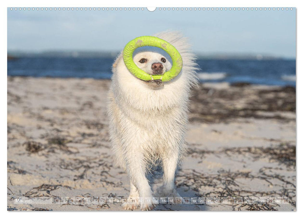 Mit Hunden an den Stränden von Nord- und Ostsee (CALVENDO Premium Wandkalender 2025)