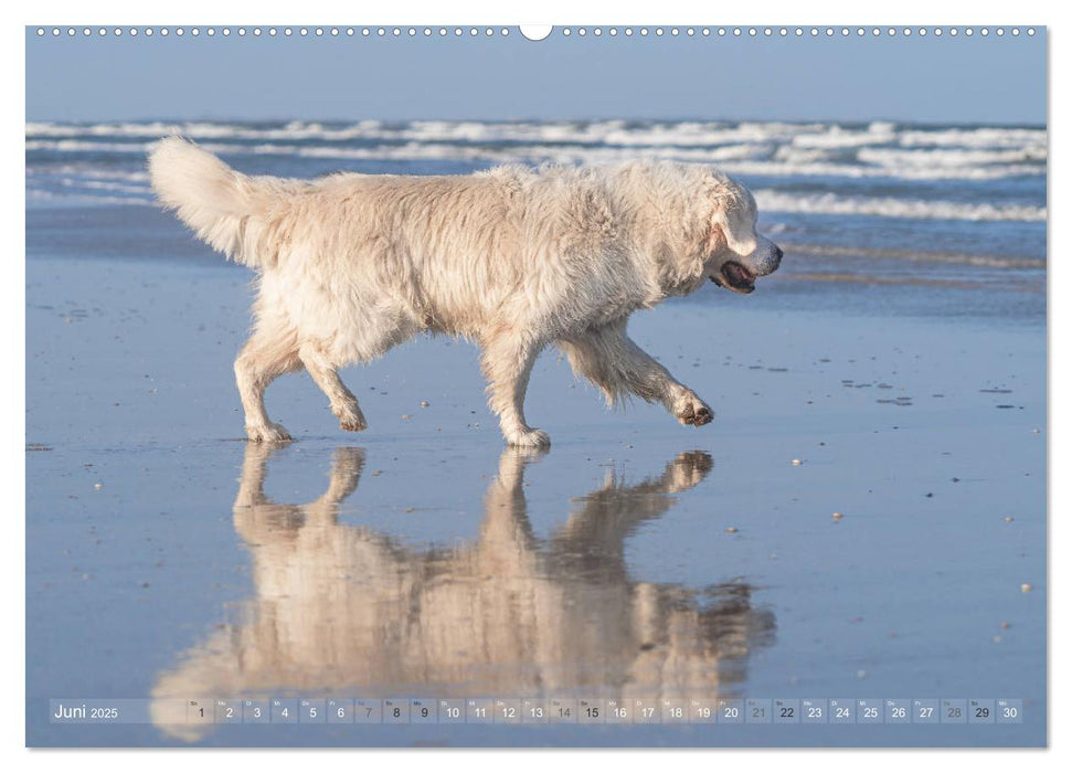 Mit Hunden an den Stränden von Nord- und Ostsee (CALVENDO Premium Wandkalender 2025)