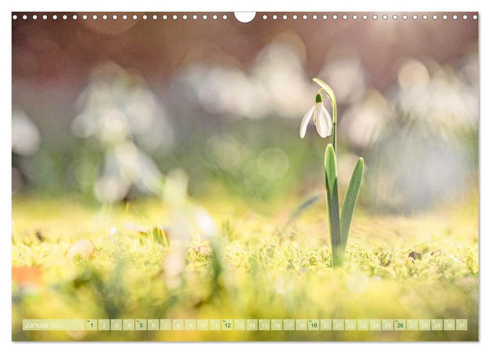 Naturschönheiten - mit Blüten und Pflanzen durch das Jahr (CALVENDO Wandkalender 2025)