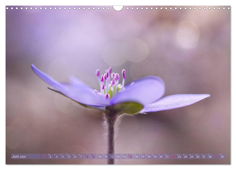 Naturschönheiten - mit Blüten und Pflanzen durch das Jahr (CALVENDO Wandkalender 2025)