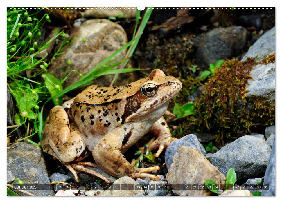 Heimische Amphibien (CALVENDO Wandkalender 2025)