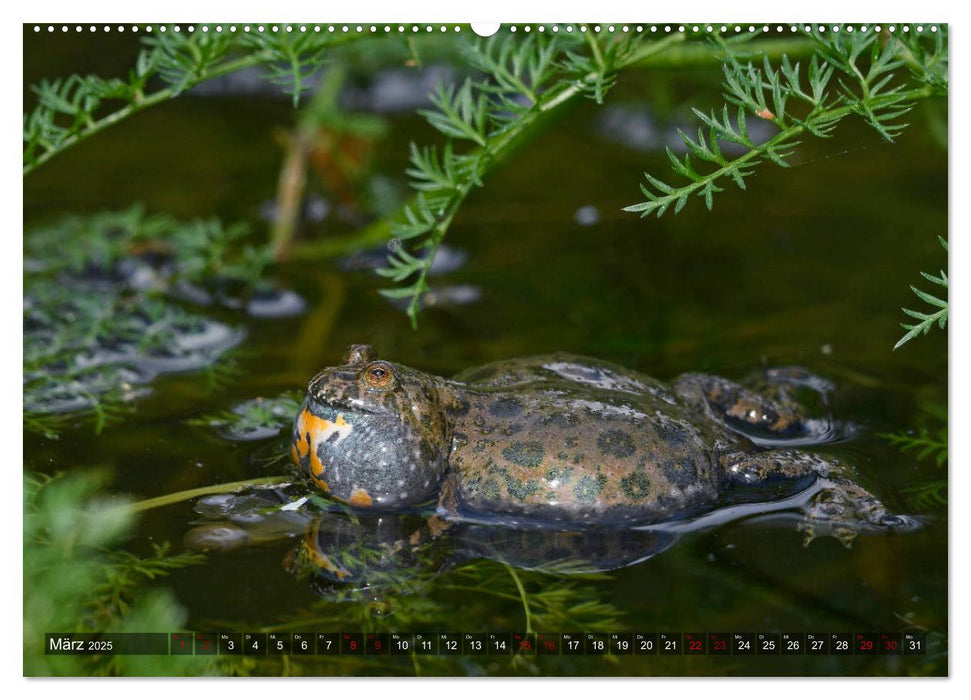 Heimische Amphibien (CALVENDO Wandkalender 2025)