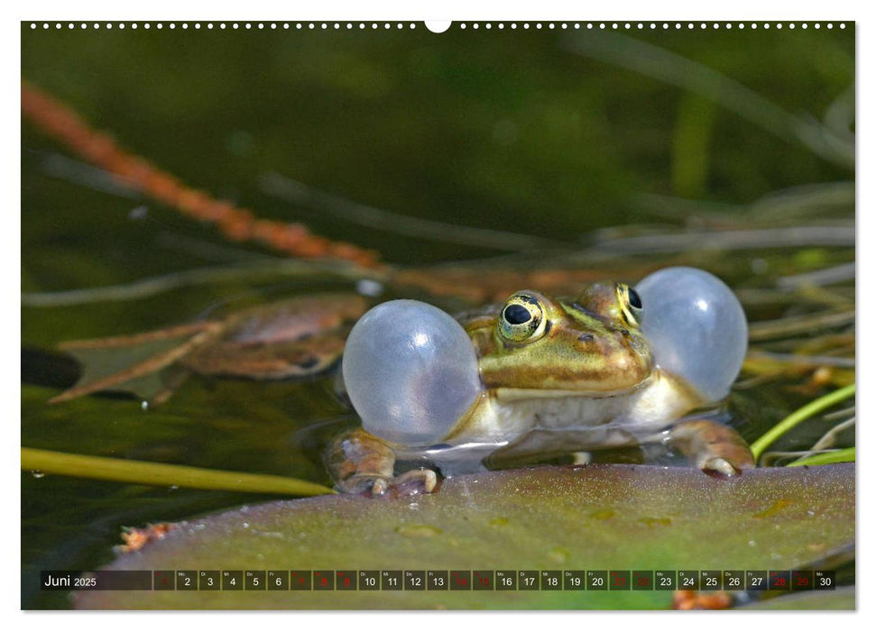 Heimische Amphibien (CALVENDO Wandkalender 2025)