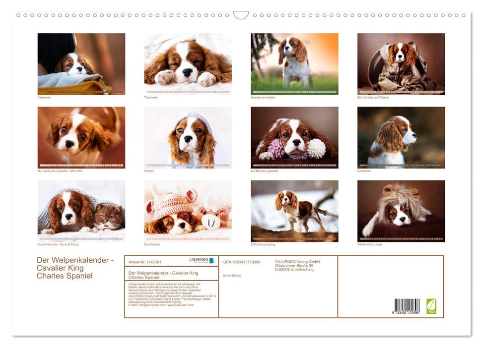 Der Welpenkalender - Cavalier King Charles Spaniel (CALVENDO Wandkalender 2025)