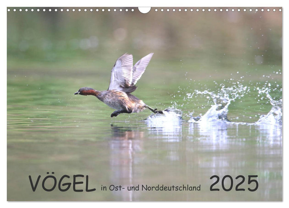 Vögel in Ost- und Norddeutschland 2025 (CALVENDO Wandkalender 2025)