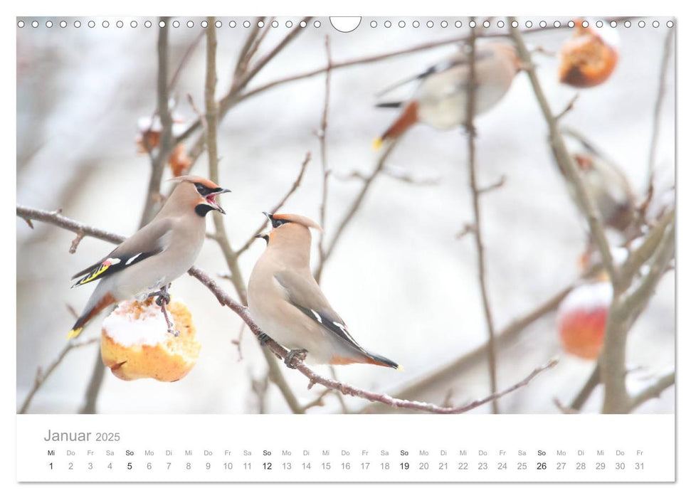 Vögel in Ost- und Norddeutschland 2025 (CALVENDO Wandkalender 2025)