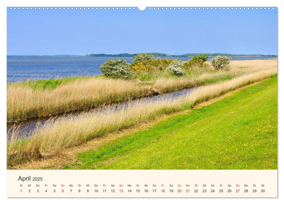 Ummanz - Naturparadies in der Rügener Boddenlandschaft (CALVENDO Premium Wandkalender 2025)