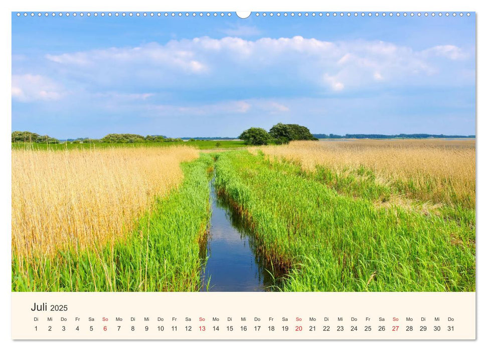 Ummanz - Naturparadies in der Rügener Boddenlandschaft (CALVENDO Premium Wandkalender 2025)