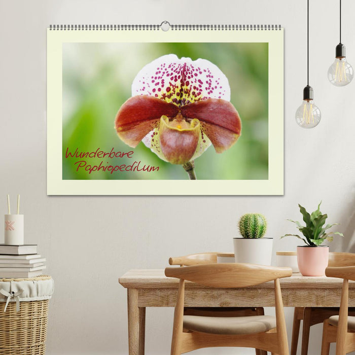 Wunderbare Paphiopedilum (CALVENDO Wandkalender 2025)