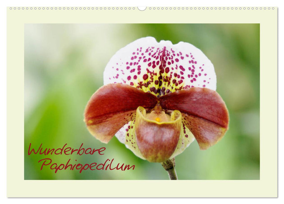 Wunderbare Paphiopedilum (CALVENDO Wandkalender 2025)