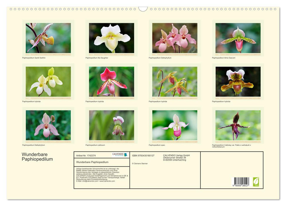 Wunderbare Paphiopedilum (CALVENDO Wandkalender 2025)