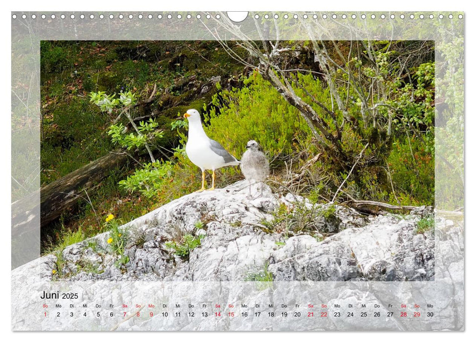 Walchensee (CALVENDO Wandkalender 2025)