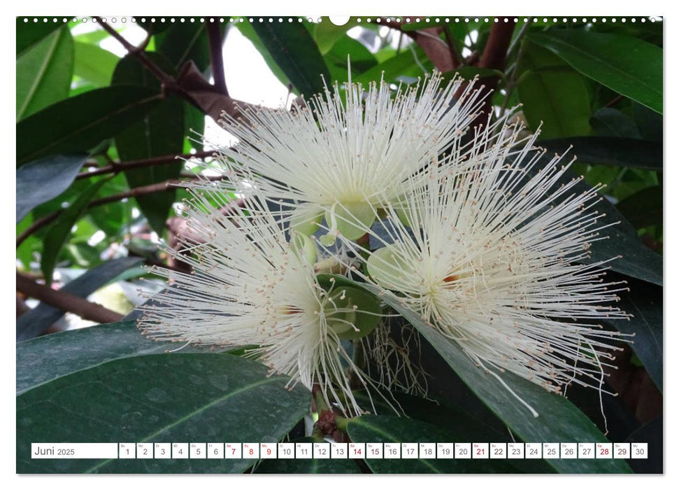 Sag es mit Blumen (CALVENDO Wandkalender 2025)