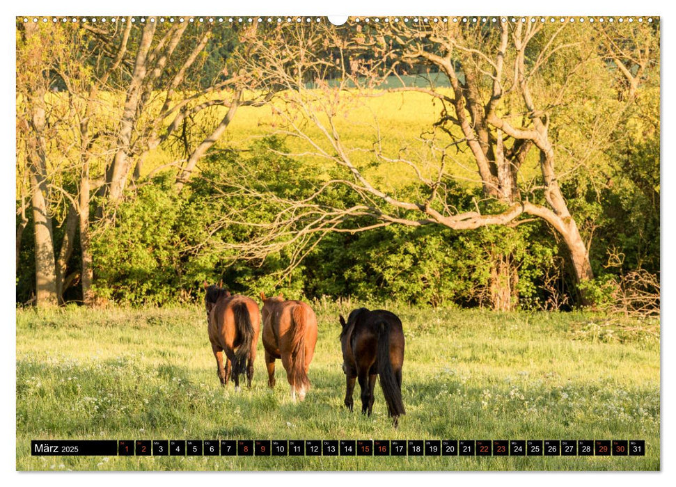 Pferde im Grünen (CALVENDO Premium Wandkalender 2025)