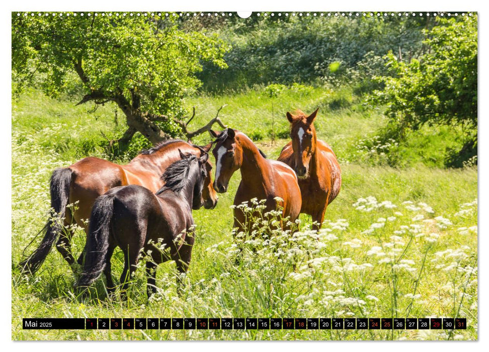 Pferde im Grünen (CALVENDO Premium Wandkalender 2025)