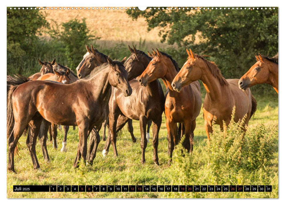 Pferde im Grünen (CALVENDO Premium Wandkalender 2025)