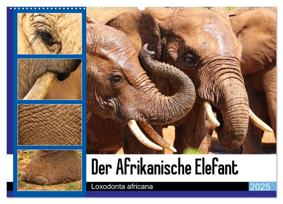 Der Afrikanische Elefant - Loxodonta africana (CALVENDO Wandkalender 2025)