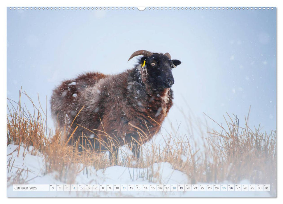 Schafe - Raues Wetter, weiche Wolle (CALVENDO Premium Wandkalender 2025)