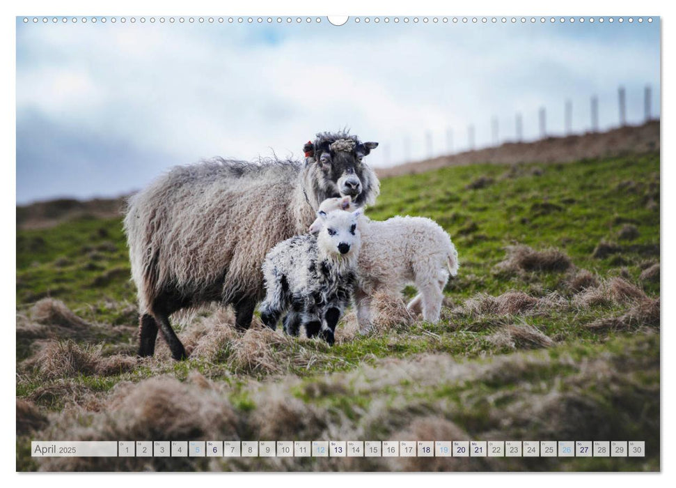 Schafe - Raues Wetter, weiche Wolle (CALVENDO Premium Wandkalender 2025)