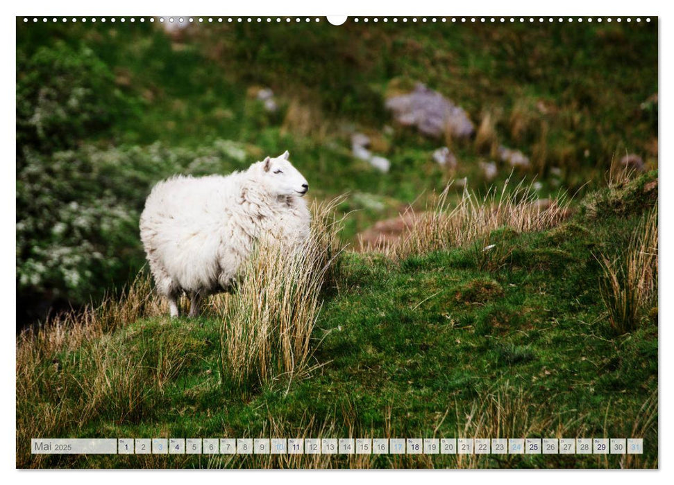 Schafe - Raues Wetter, weiche Wolle (CALVENDO Premium Wandkalender 2025)