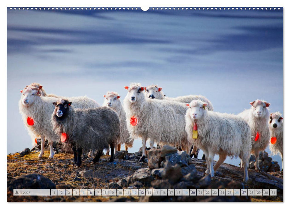 Schafe - Raues Wetter, weiche Wolle (CALVENDO Premium Wandkalender 2025)