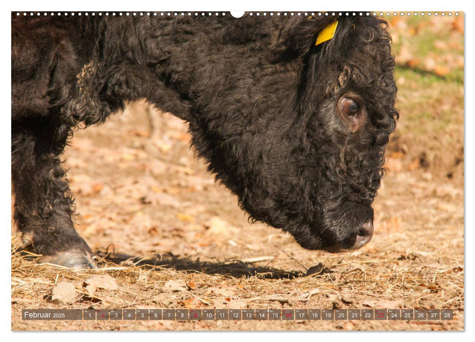 Schöne Schotten - Galloway im Porträt (CALVENDO Wandkalender 2025)