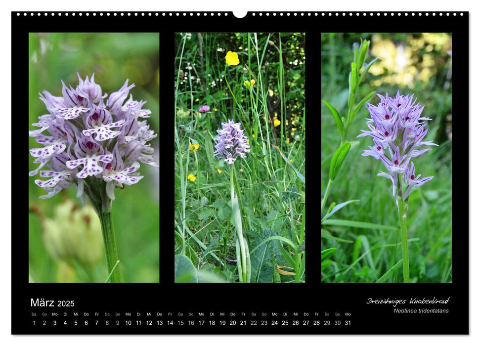 Heimische Orchideen im Dreierpack (CALVENDO Wandkalender 2025)