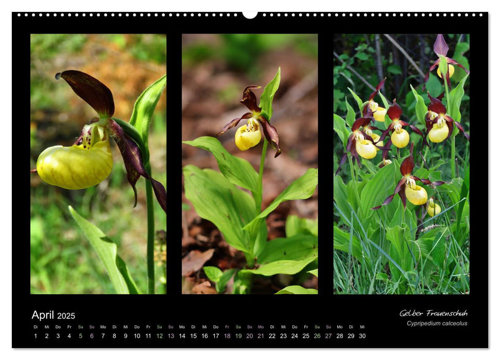 Heimische Orchideen im Dreierpack (CALVENDO Wandkalender 2025)