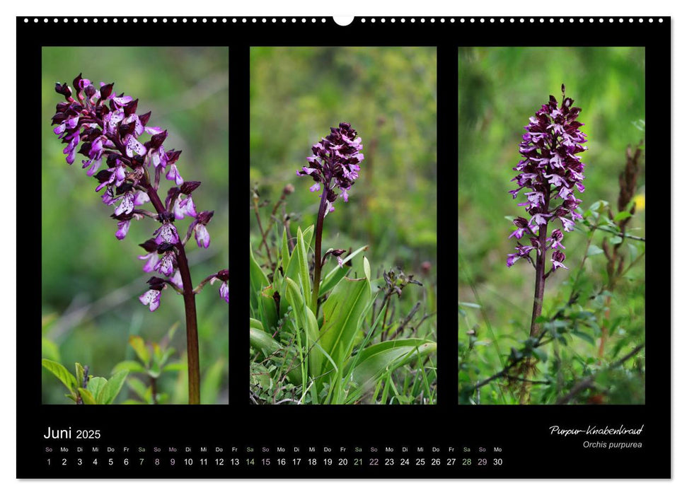 Heimische Orchideen im Dreierpack (CALVENDO Wandkalender 2025)