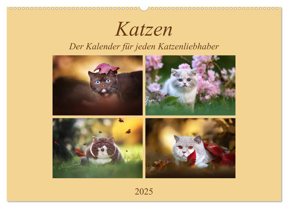 Katzen - Der Kalender für jeden Katzenliebhaber (CALVENDO Wandkalender 2025)