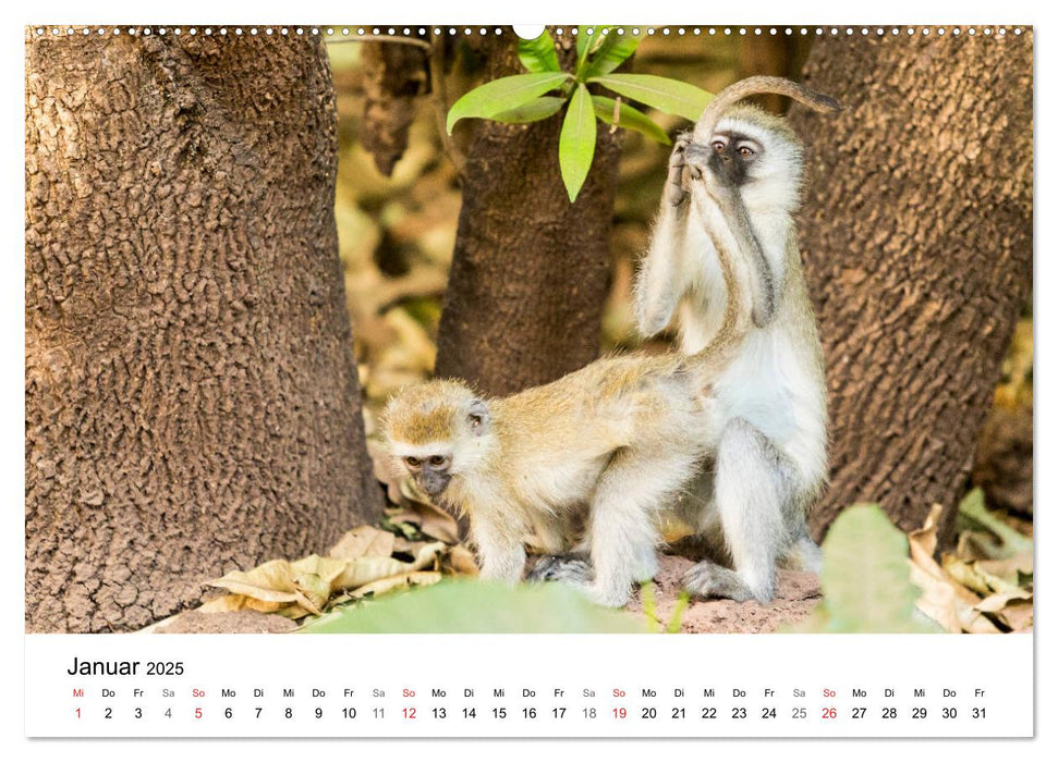 Safari - Tiere - Serengeti (CALVENDO Wandkalender 2025)