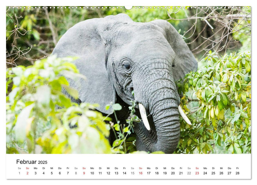 Safari - Tiere - Serengeti (CALVENDO Wandkalender 2025)