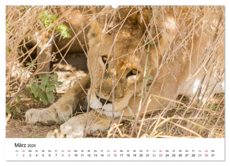 Safari - Tiere - Serengeti (CALVENDO Wandkalender 2025)