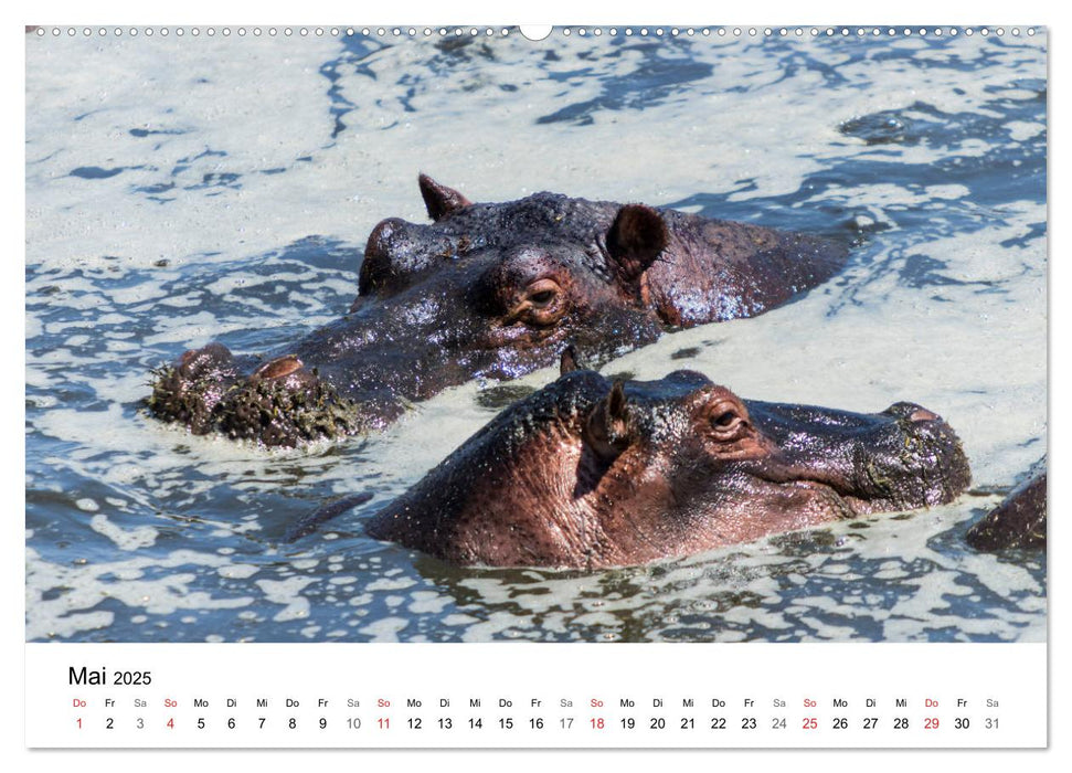 Safari - Tiere - Serengeti (CALVENDO Wandkalender 2025)