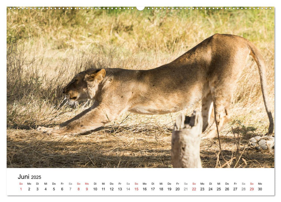 Safari - Tiere - Serengeti (CALVENDO Wandkalender 2025)