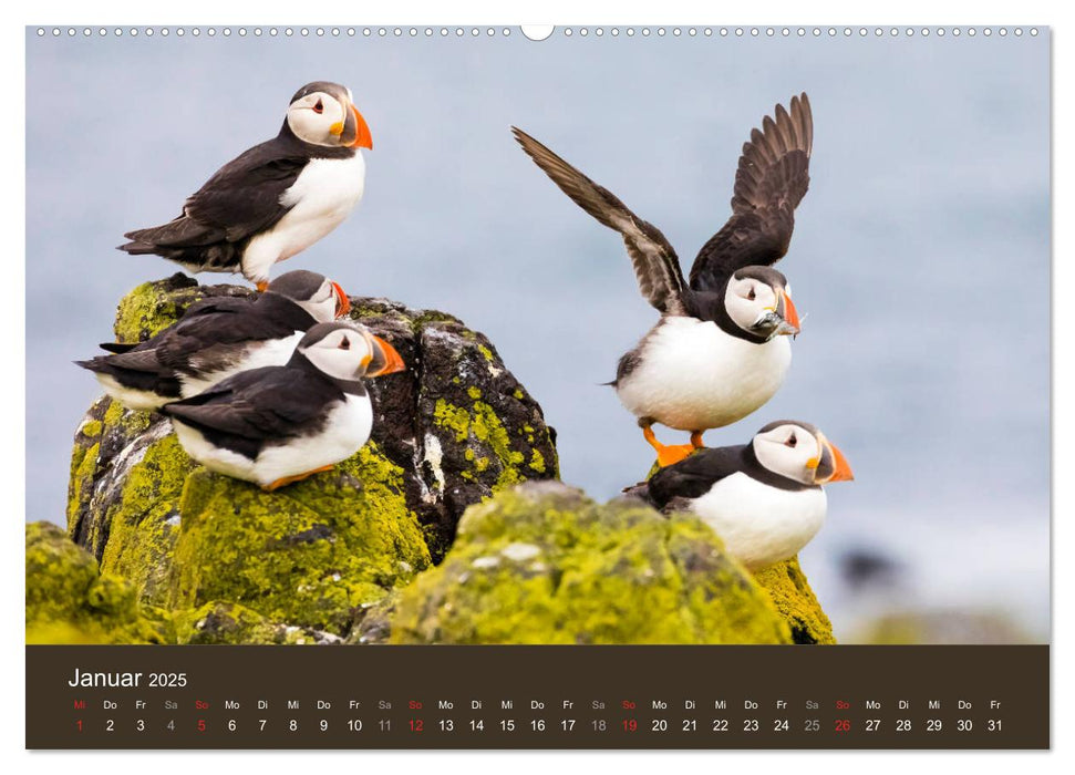 Isle of May - Ein schottisches Vogelparadies (CALVENDO Premium Wandkalender 2025)