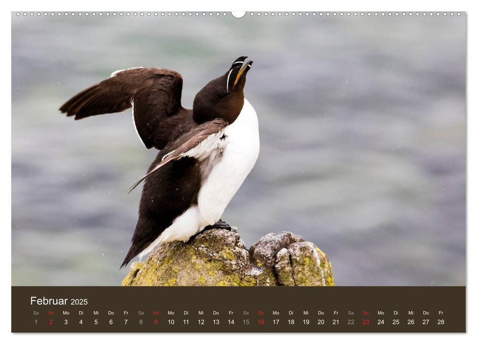 Isle of May - Ein schottisches Vogelparadies (CALVENDO Premium Wandkalender 2025)