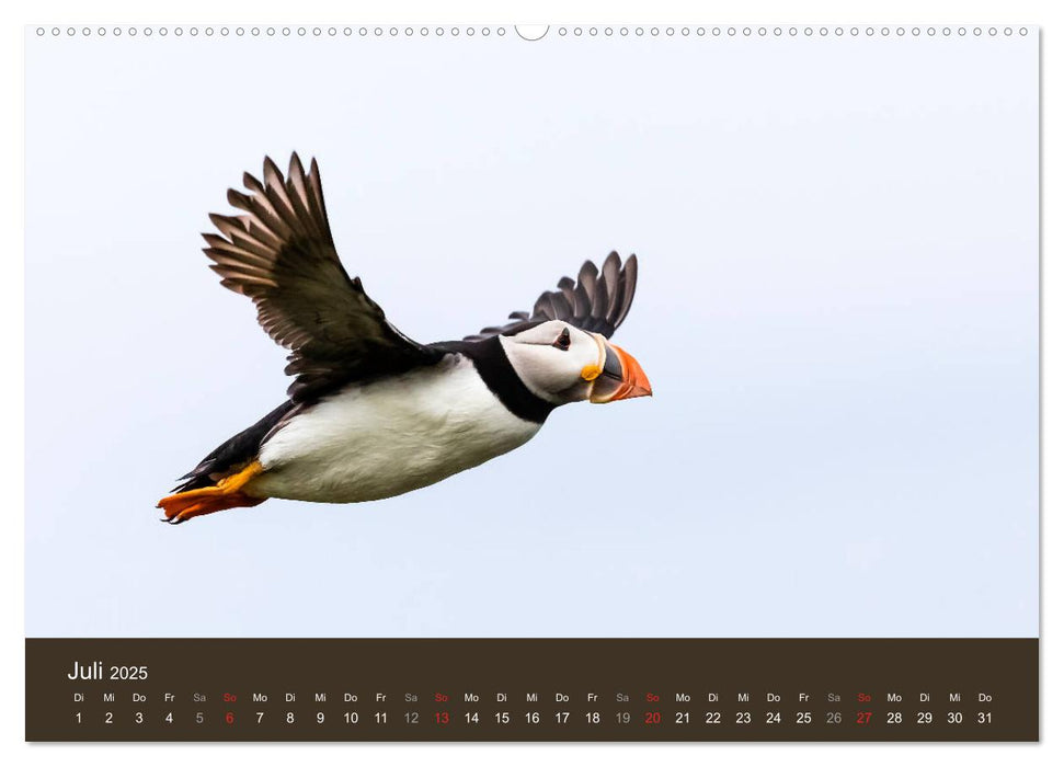 Isle of May - Ein schottisches Vogelparadies (CALVENDO Premium Wandkalender 2025)