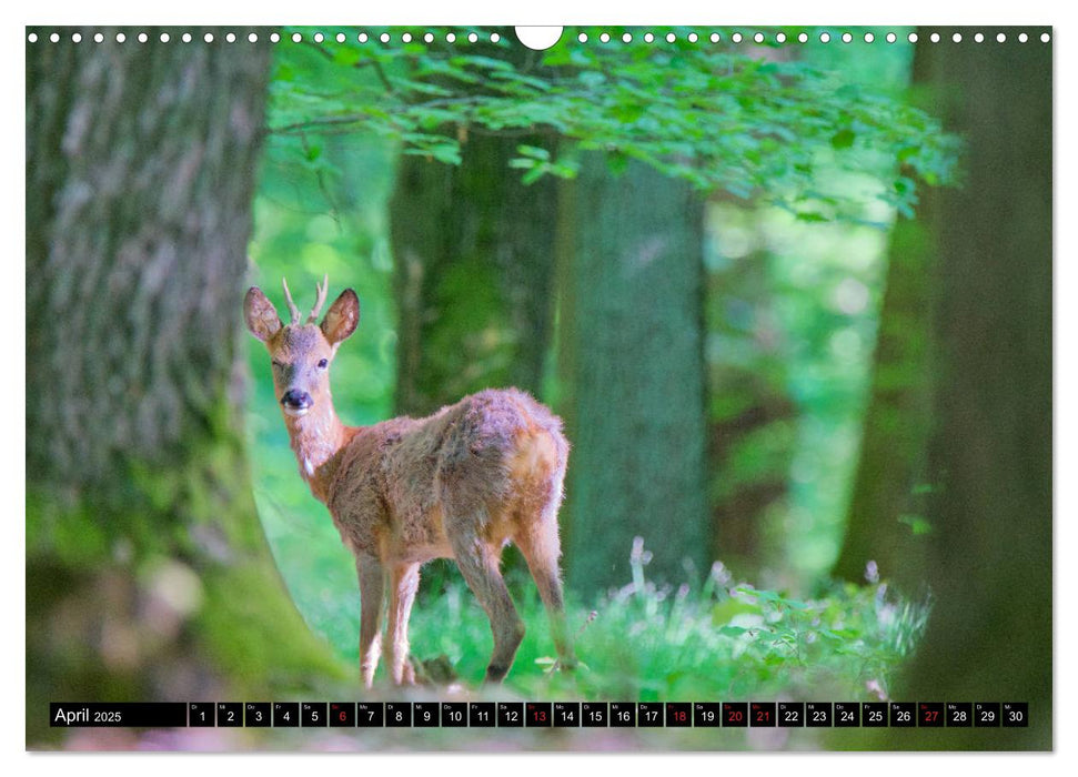 Wildes Deutschland (CALVENDO Wandkalender 2025)