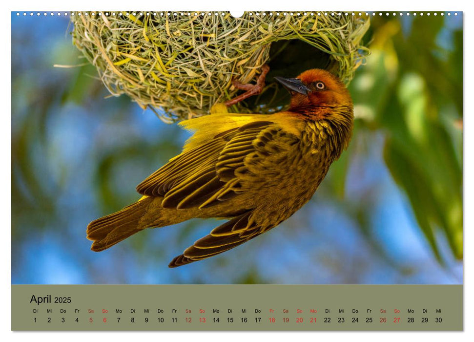 Tierische Augenblicke in Südafrika (CALVENDO Premium Wandkalender 2025)