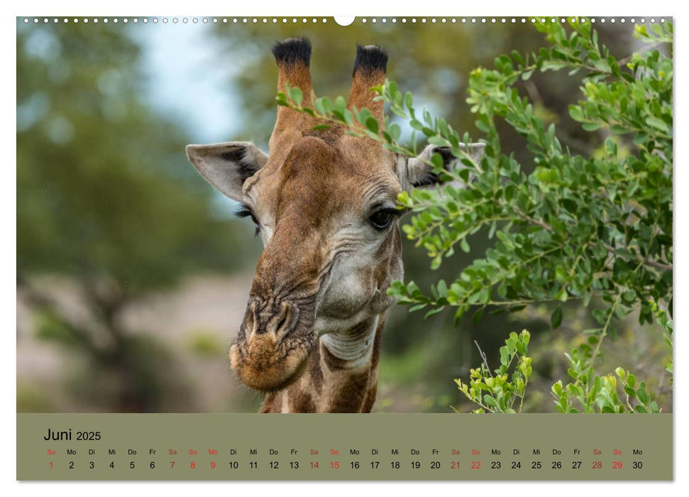 Tierische Augenblicke in Südafrika (CALVENDO Premium Wandkalender 2025)