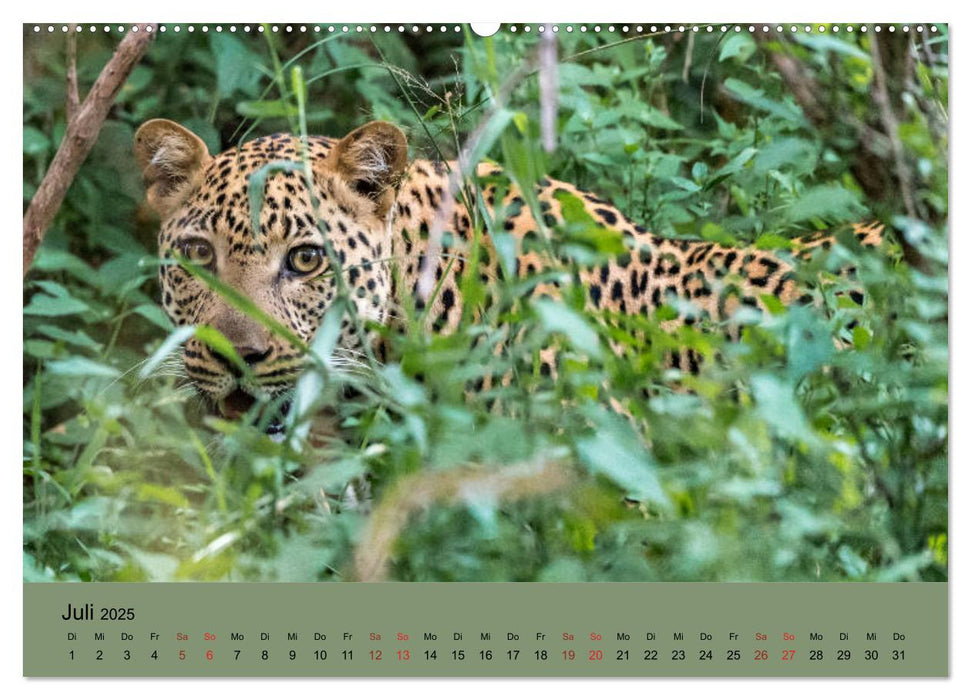 Tierische Augenblicke in Südafrika (CALVENDO Premium Wandkalender 2025)