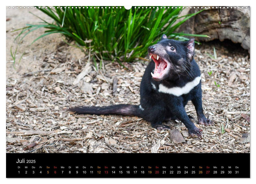 Australien, tierischer Kontinent (CALVENDO Premium Wandkalender 2025)